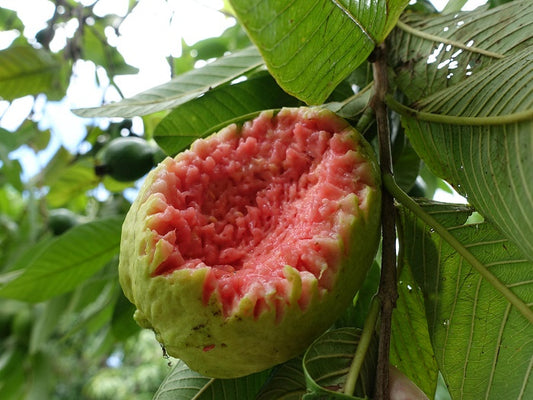 Rubi Guava Air Layered Healthy Fruit Plant