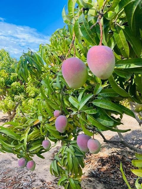 Ruby Mango Aam Grafted Healthy Fruit Plant