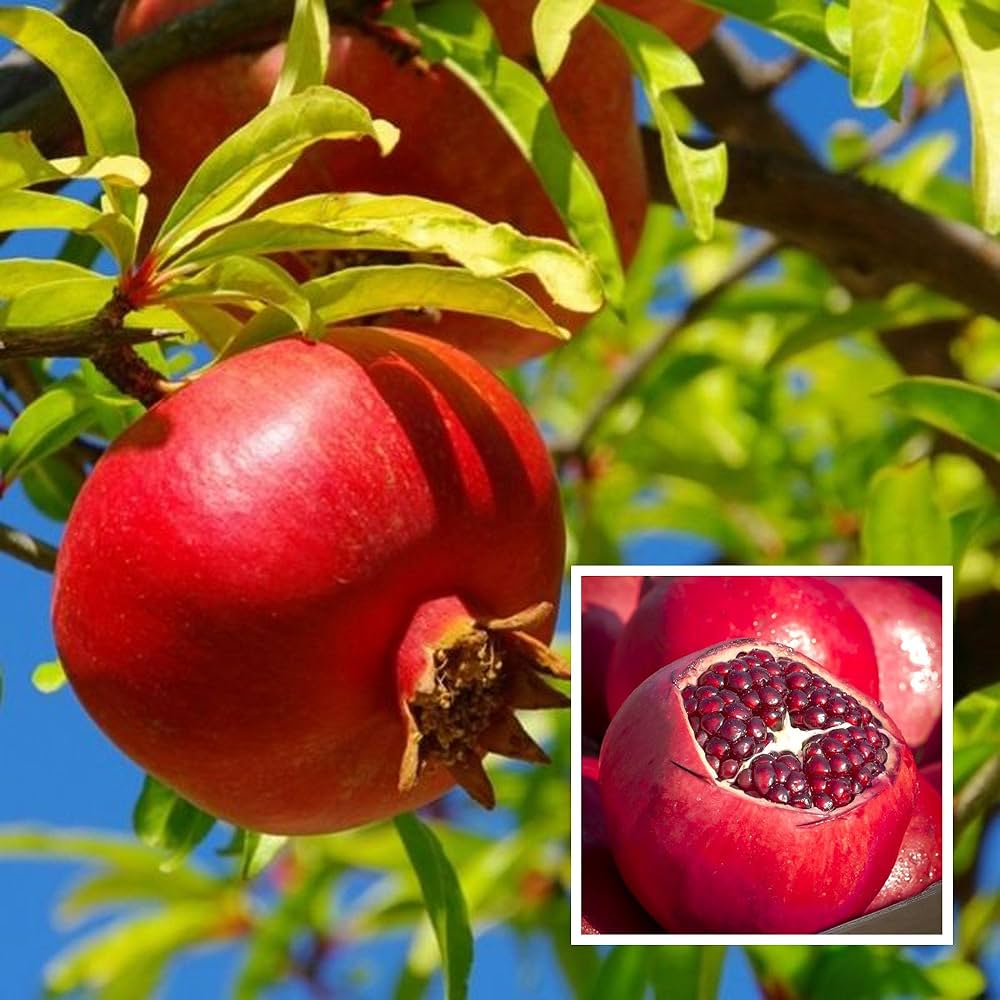 Ruby Pomegranate Grafted Fruit Plant – High Yielding Sweet Juicy Anar Tree Variety