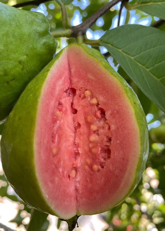 Ruby Supreme Guava Air Layered Healthy Fruit Plant