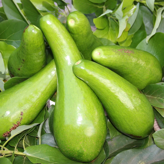 Sharwil Avocado Grafted Healthy Fruit Plant