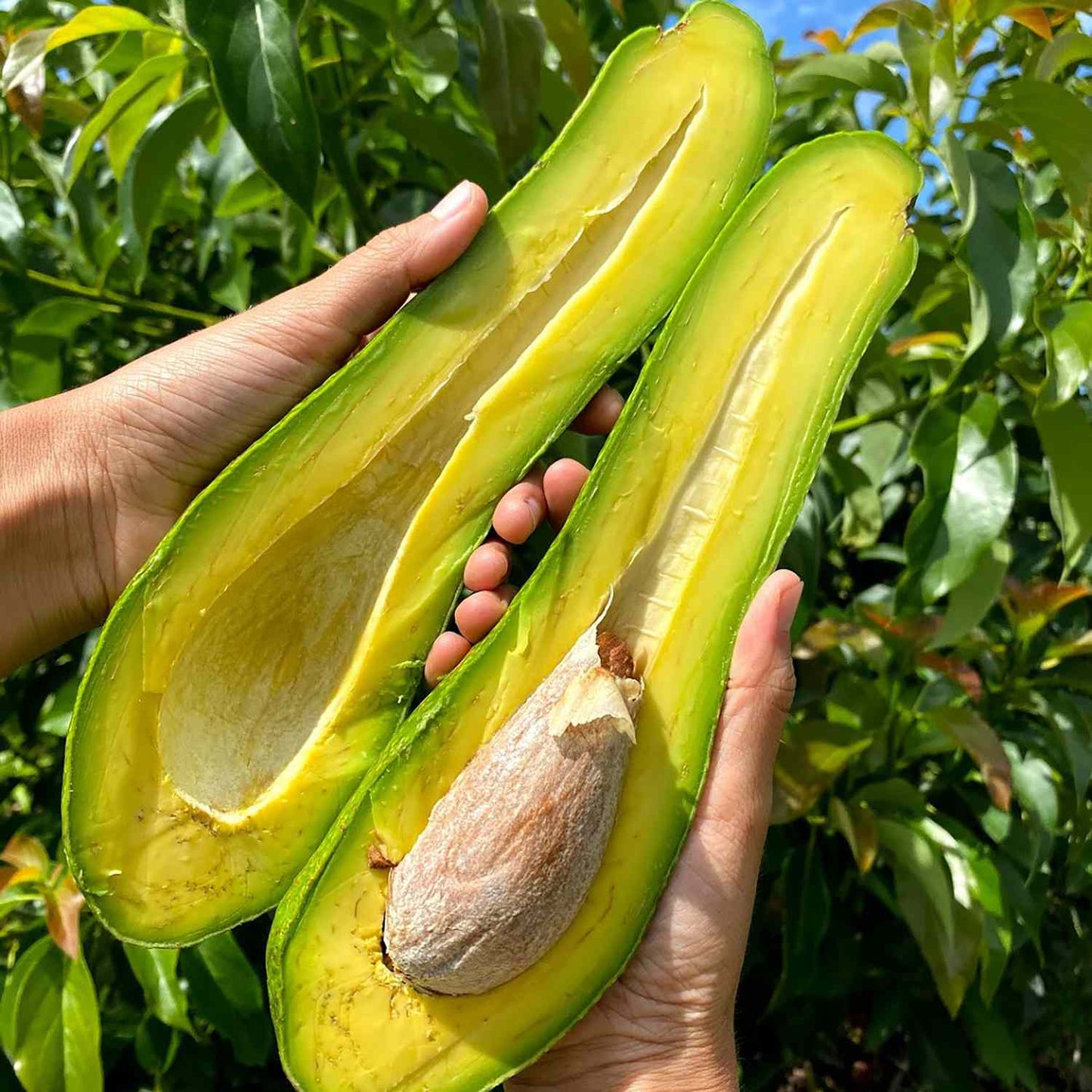 Sharwil Avocado Grafted Healthy Fruit Plant