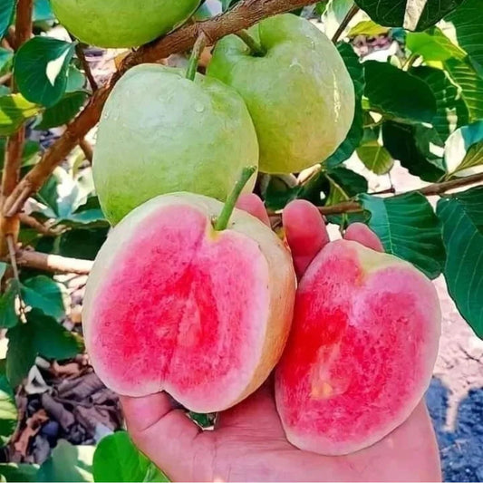 Rwanda Pink Guava Air Layered Healthy Fruit Plant