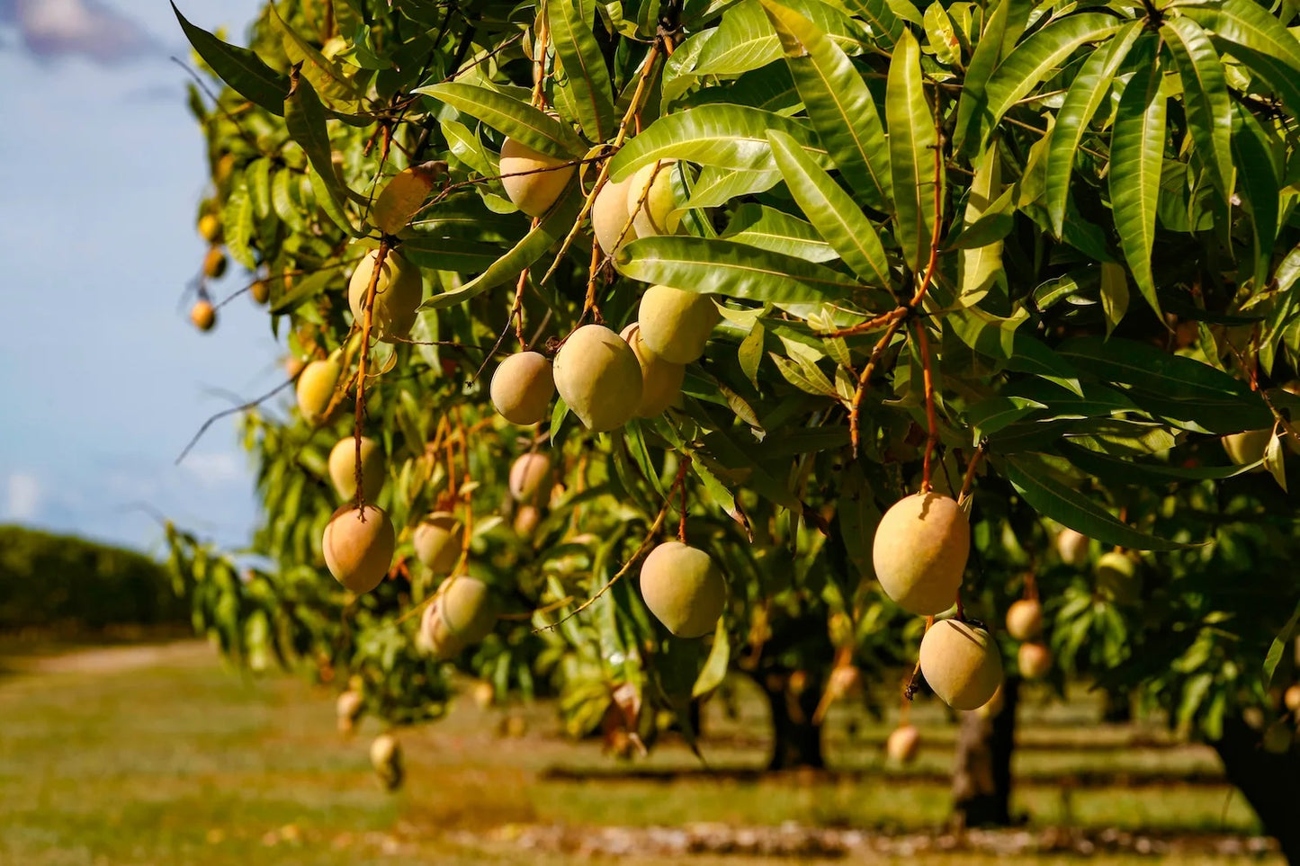 Ryan Mango Aam Grafted Healthy Fruit Plant