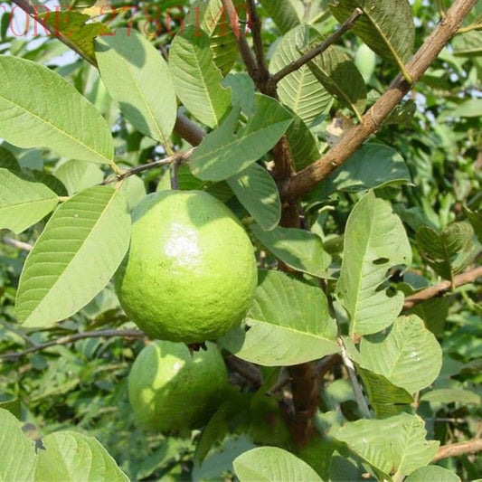 Sabah Pink Guava Air Layered Healthy Fruit Plant