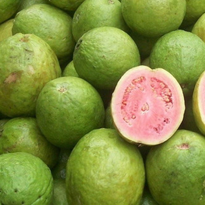 Sabah Pink Guava Air Layered Healthy Fruit Plant