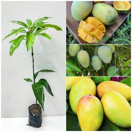 Sabre Mango Aam Grafted Healthy Fruit Plant
