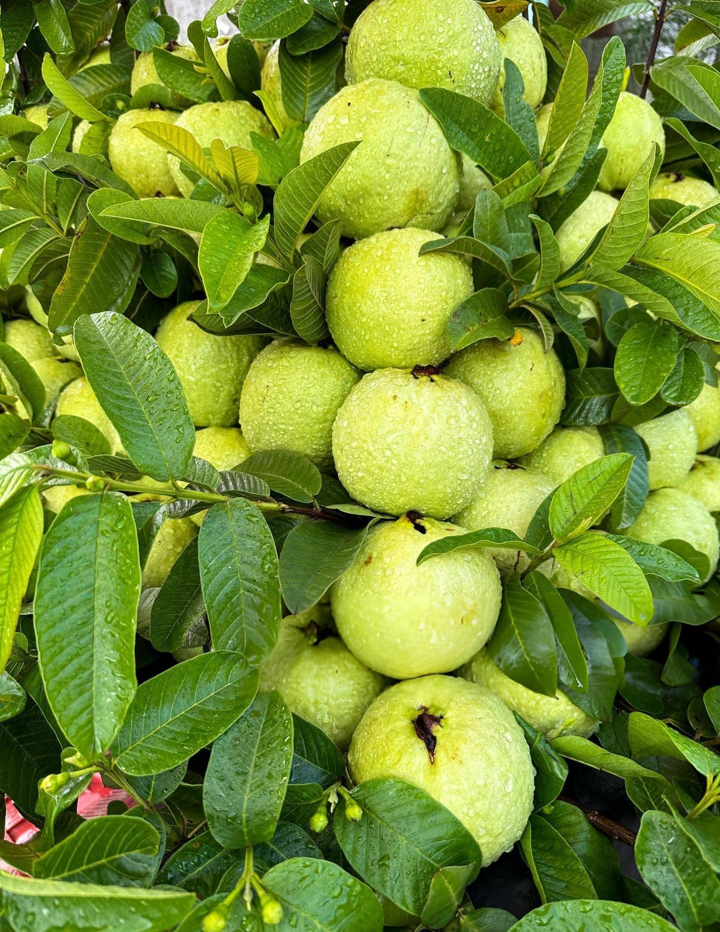 Safira Guava Air Layered Healthy Fruit Plant