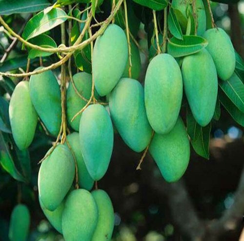 Saharni Mango Aam Grafted Healthy Fruit Plant