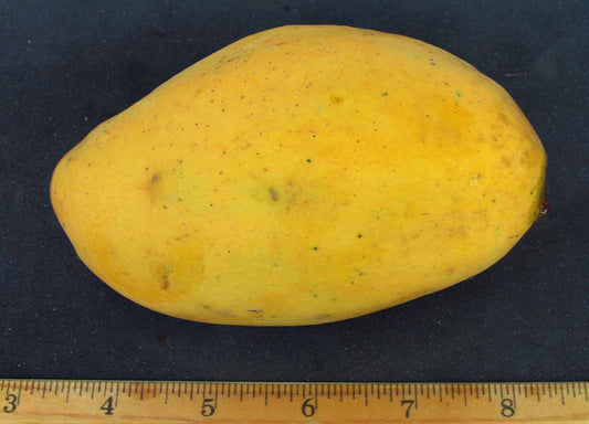 Saigon Mango Aam Grafted Healthy Fruit Plant