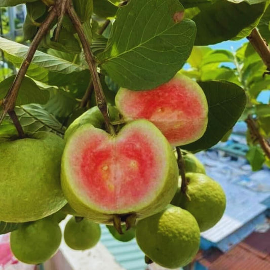 Saigon Pink Guava Air Layered Healthy Fruit Plant