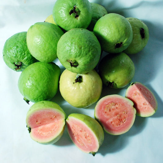 San Diego Pink Guava Air Layered Healthy Fruit Plant