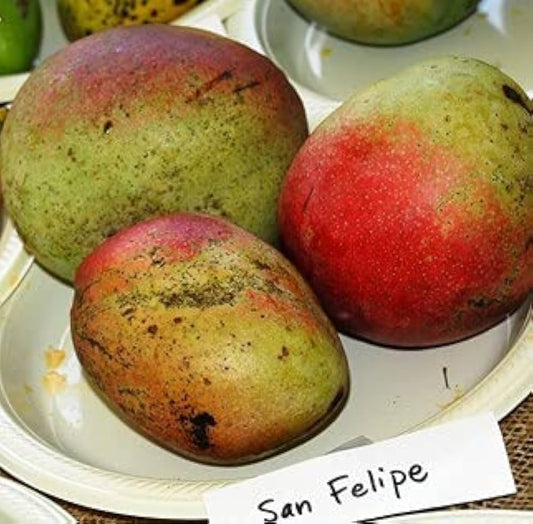 San Felipe Mango Aam Grafted Healthy Fruit Plant
