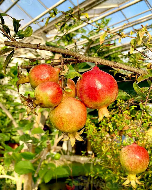 Saveh Pomegranate Grafted Fruit Plant – High Yielding Sweet Juicy Anar Tree Variety