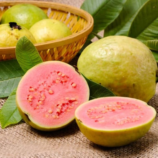 Século XXI Guava Air Layered Healthy Fruit Plant