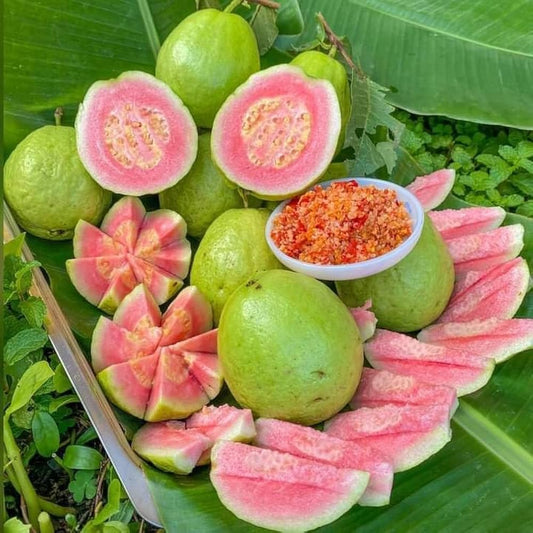 Senegal Pink Guava Air Layered Healthy Fruit Plant