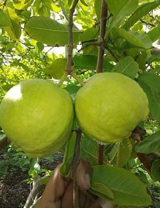 Sertaneja Guava Air Layered Healthy Fruit Plant