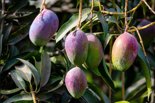Shan-E-Khuda Mango Aam Grafted Healthy Fruit Plant