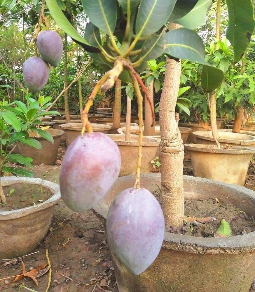 Shan-E-Khuda Mango Aam Grafted Healthy Fruit Plant