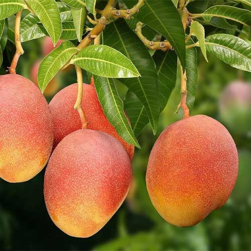 Sindhu Mango Aam Grafted Healthy Fruit Plant