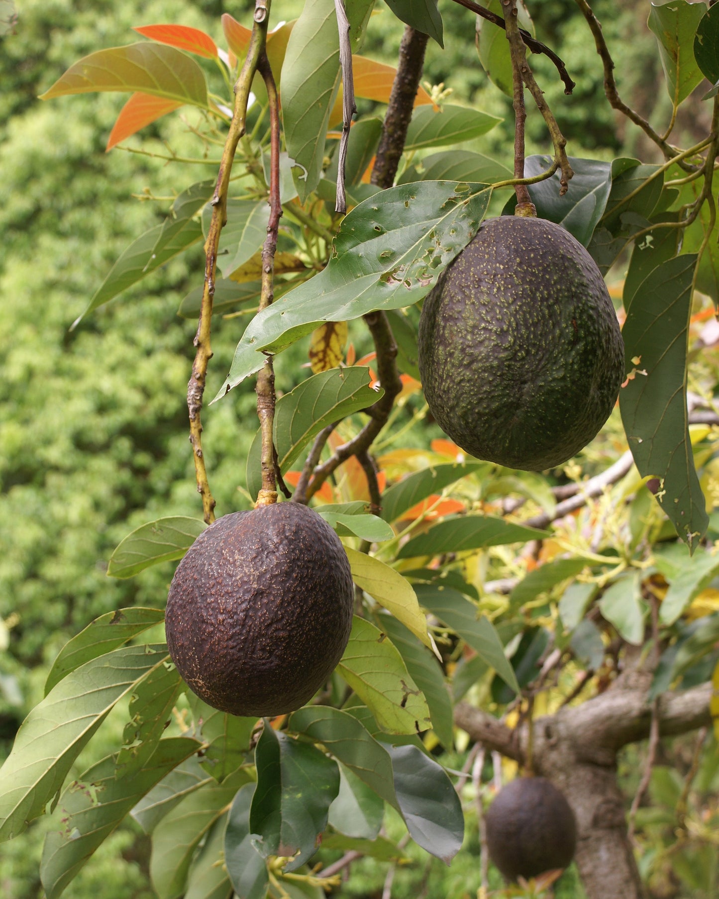 Sir Prize Avocado Grafted Healthy Fruit Plant