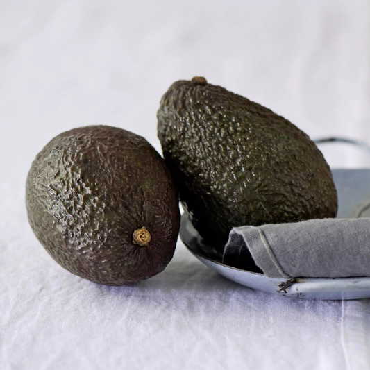 Sir Prize Avocado Grafted Healthy Fruit Plant