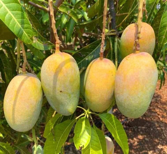Smith Mango Aam Grafted Healthy Fruit Plant