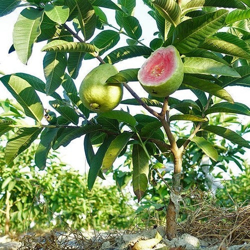 Somalia Pink Guava Air Layered Healthy Fruit Plant