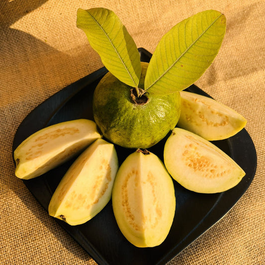Sonora White Guava Air Layered Healthy Fruit Plant