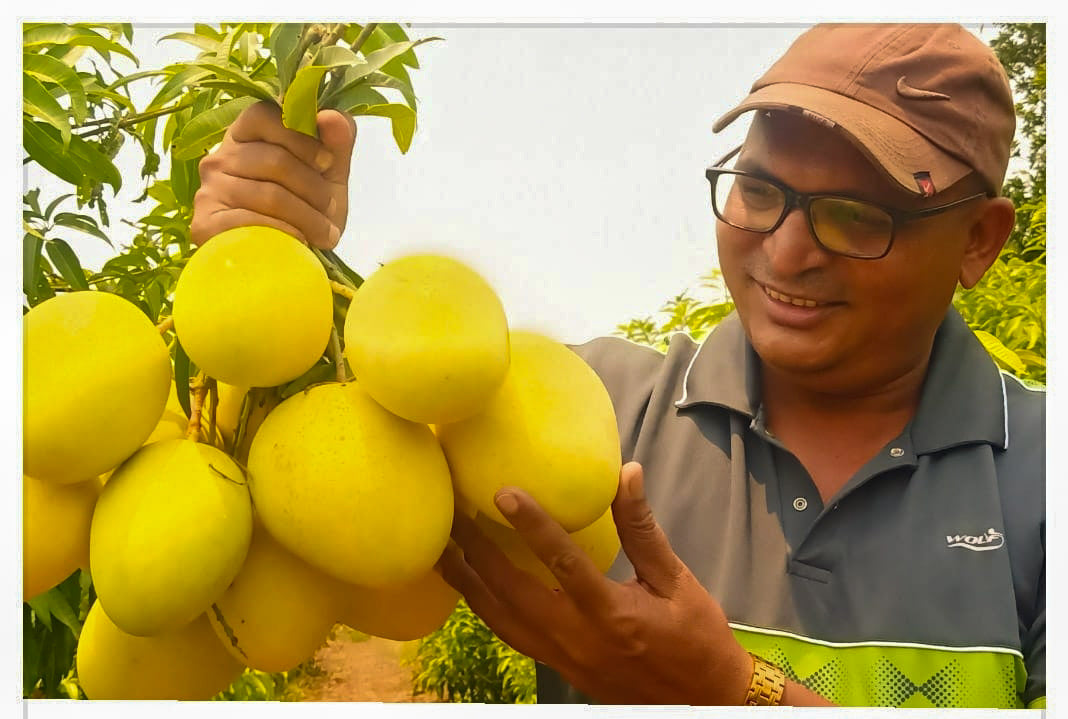Sonpari Mango Aam Grafted Healthy Fruit Plant