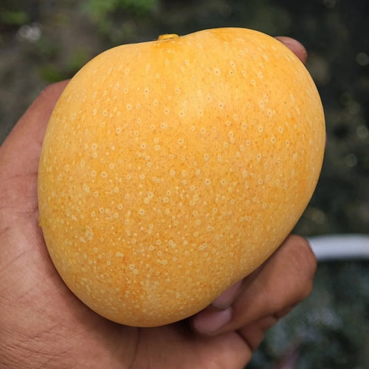 Sonpari Mango Aam Grafted Healthy Fruit Plant