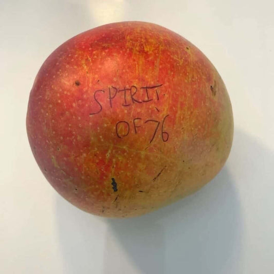 Spirit Of '76 Mango Aam Grafted Healthy Fruit Plant