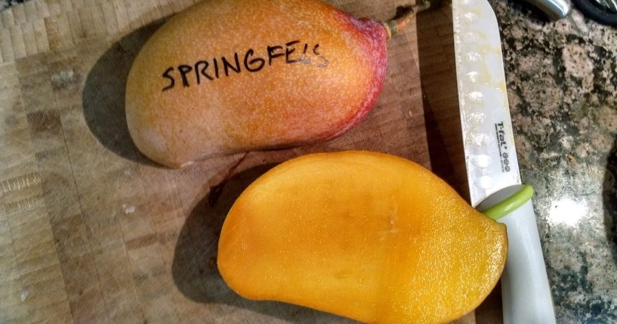 Springfels Mango Aam Grafted Healthy Fruit Plant
