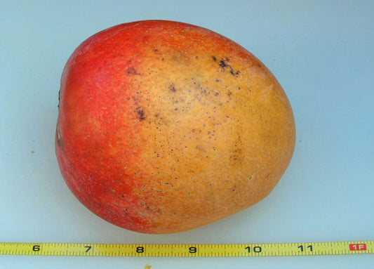 Springfels Mango Aam Grafted Healthy Fruit Plant