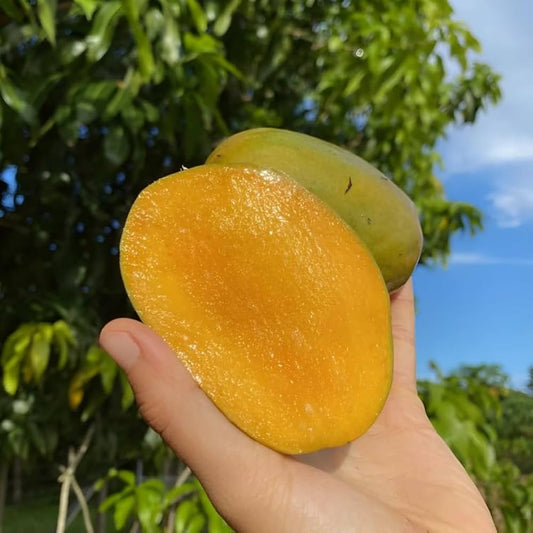 St. Julian Mango Aam Grafted Healthy Fruit Plant