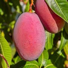 Strawberry Mango Aam Grafted Healthy Fruit Plant