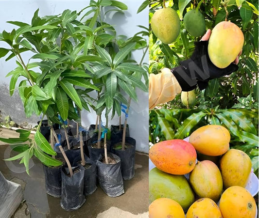Sukul Mango Aam Grafted Healthy Fruit Plant