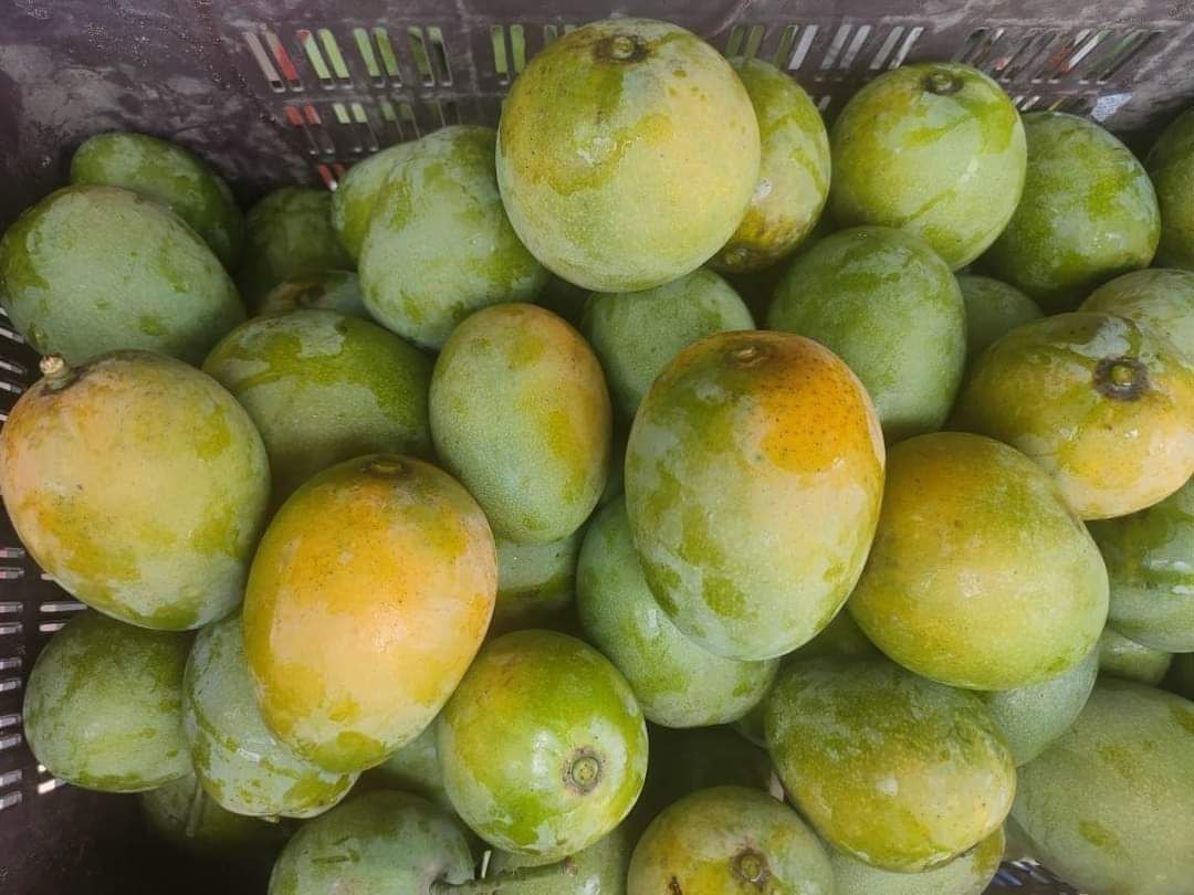 Sukul Mango Aam Grafted Healthy Fruit Plant