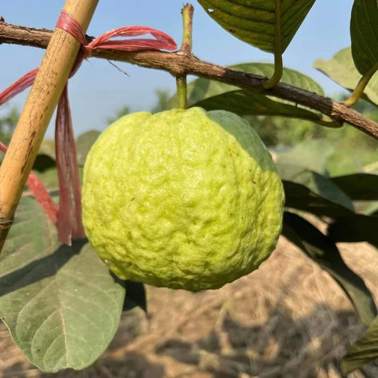 Sumatra White Guava Air Layered Healthy Fruit Plant