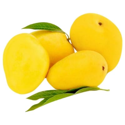 Sundrop Mango Aam Grafted Healthy Fruit Plant
