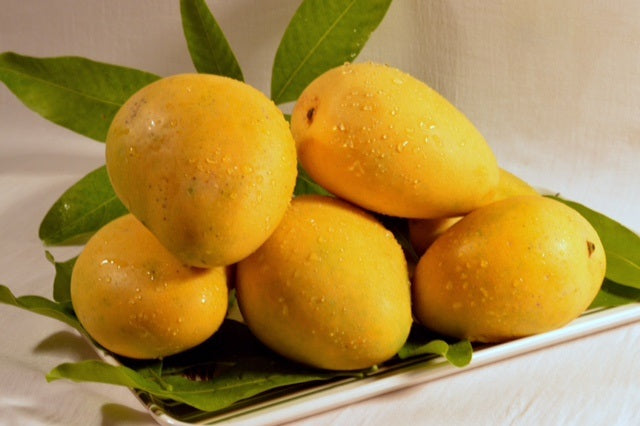 Sundrop Mango Aam Grafted Healthy Fruit Plant