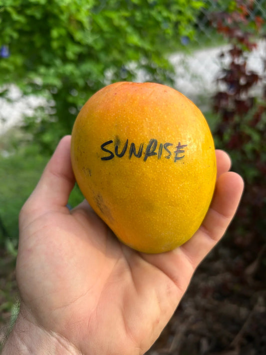 Sunrise Mango Aam Grafted Healthy Fruit Plant