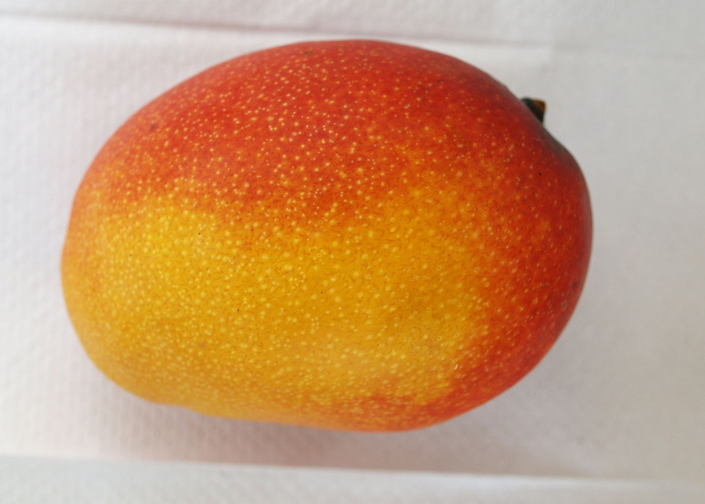 Sunset Mango Aam Grafted Healthy Fruit Plant