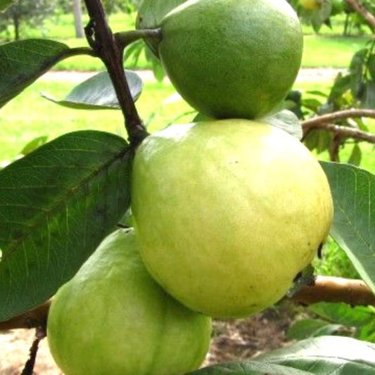 Super Kimju Guava Air Layered Healthy Fruit Plant