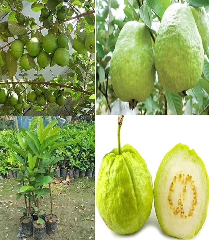 Suprema Blanca Guava Air Layered Healthy Fruit Plant