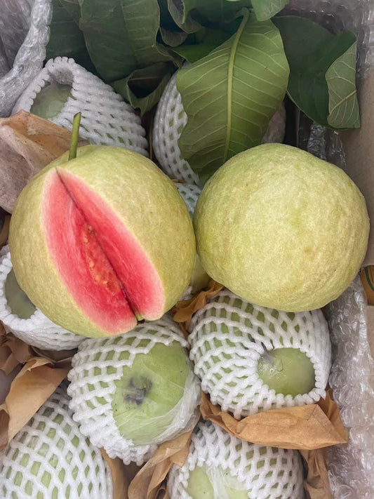 Suprema Roja Guava Air Layered Healthy Fruit Plant