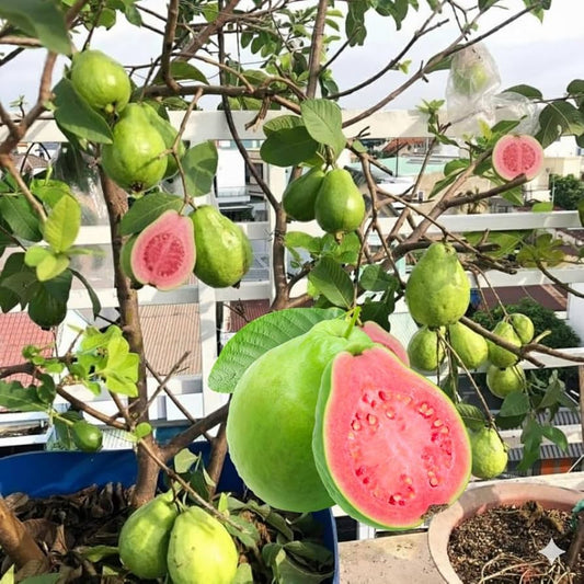 Supreme Guava Air Layered Healthy Fruit Plant