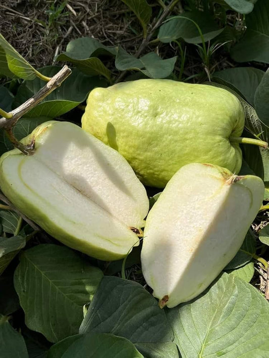 Surinam White Guava Air Layered Healthy Fruit Plant