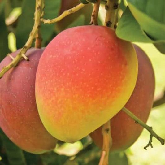 Swarnarekha Mango Aam Grafted Healthy Fruit Plant