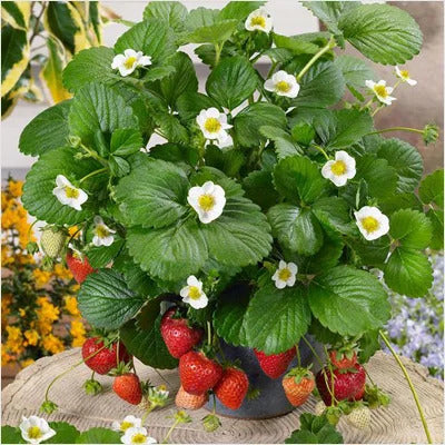 Sweet Charlie Strawberry Healthy Sweet Home Garden Kitchen Garden Terrace Balcony Fruit Plant